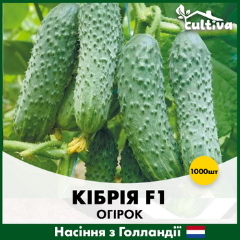 Голландские Семена Rijk Zwaan Огурец Кибрия F1 1000 шт
