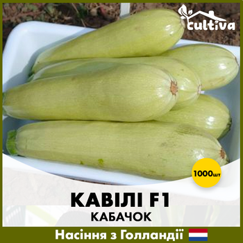 Голландське насіння Nunhems Кабачок Кавілі F1 1000 шт