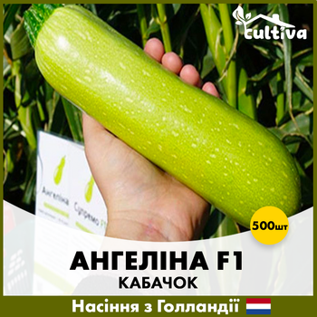 Голландське насіння Syngenta Кабачок Ангелина F1 500 шт