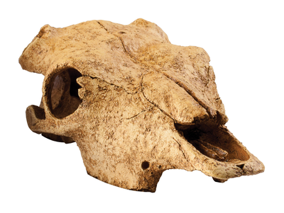 Dekoracje do akwariów i terrariów Exoterra Cave Buffalo Skull (0015561228572)