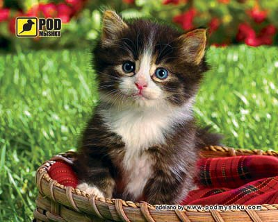 Коврик для мышки Podmyshku Котенок в корзине, пластик.