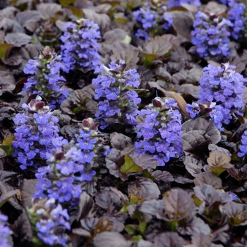 Живучка ползучая Атропурпуреа (Ajuga reptans Atropurpurea) деленка