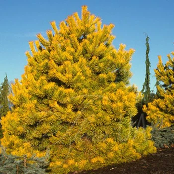 Сосна sylvestris WinterGold 20л