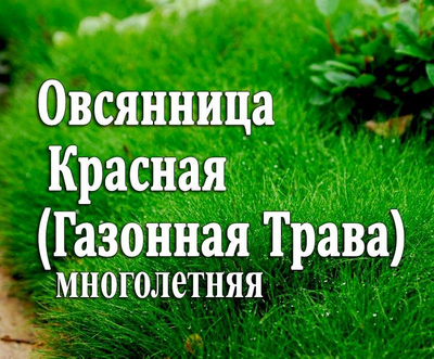Газонна трава Вівсяниця Червона Україна (на вагу) від 1 кг
