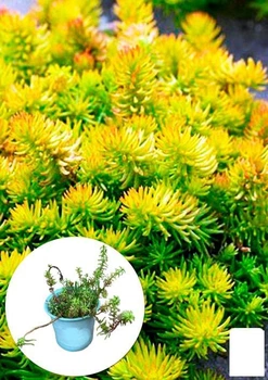 Очиток відігнутий "Ангеліна" (Sedum reflexum "Angelna") (62141)