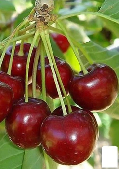 Черешня "Бігарро Бурлат" (літній сорт, ранній термін дозрівання) (20939)