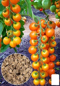 На развес Томат "Золотая арфа" Agro-Market цена за 1г (46373)