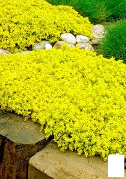 Очиток "Желтая королева" (Sedum acre "Yellow Queen") (60443)