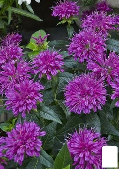 Бергамот (Монарда) "Pardon My Purple" (62339)