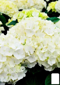 Гортензия крупнолистная белая "Садовая феерия" (Garden extravaganza) (морозостойкий сорт) (103396)