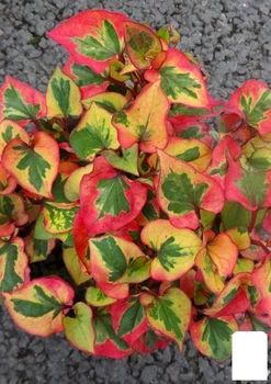 Хауттюйния Сердцевидная (Houttuynia cordata) (51099)