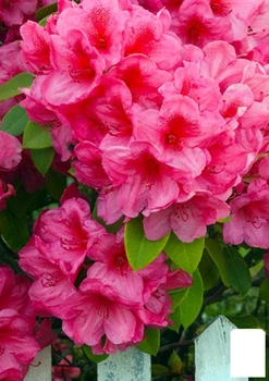 Рододендрон розовый "Кермезина Розеа" (Kermesina Rose) (25759)
