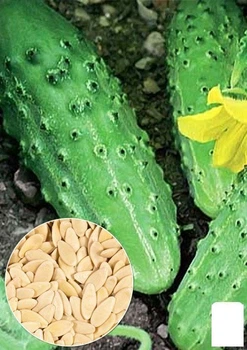 На развес Огурец "Дальневосточный" Agro-Market цена за 2г (13326)