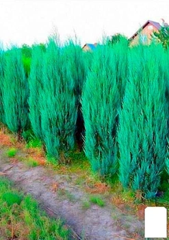 Ялівець скельний "Skyrocket" (контейнер Р9, висота 25-30 см) (24973)