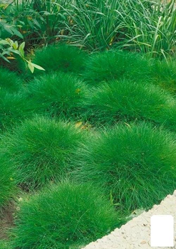 Овсяниця Готьє (Festuca gautieri) (96426)