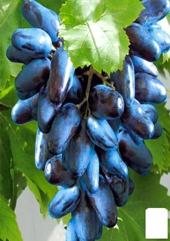 Виноград "Блэк Фингер" (кишмиш) (44451)