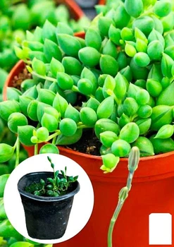 Крестовник "Геррейна" (Senecio "Herreianus") (60485)