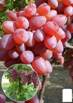 Виноград темно-красный "Гирлянда" (Garland) (премиальный сорт, ультраранний срок созревания) (49990)