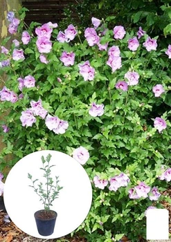 Гибискус сирийский "Ardens" С3, высота 20-40 см (93955)