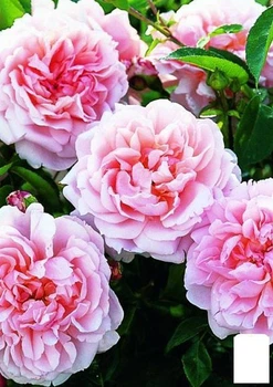 Роза английская "Эдем" (саженец класса АА+) высший сорт (15982)