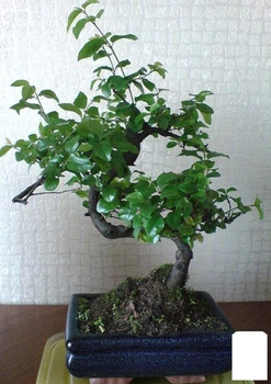 Бонсай "Sageretia thea" (63543)