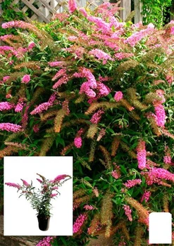Буддлея Давида 2х летняя "Pink Delight" С2 (100247)
