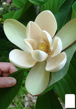 Магнолия Лекарственная "Magnolia Officinalis" (50702)