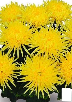 Хризантема "Alaka Yellow" (низкорослая крупноцветковая) (112729)