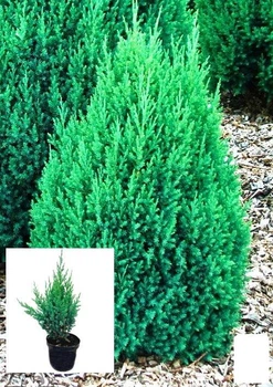 Ялівець китайський 3-х річний "Stricta" С3, висота 30-40 см (62788)