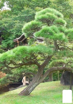 Сосна красная китайская "Pinus Tabuliformis" (легко формирующийся Бонсай) (50855)