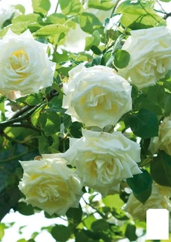 Роза плетистая "Lemon Pillar" (17371)