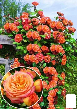 Роза плетистая "Aloha" (саженец класса АА+) высший сорт (17401)