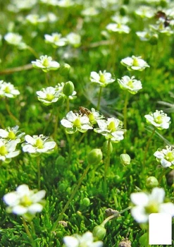 Мшанка (ирландский мох) "Green Moss" (56014)