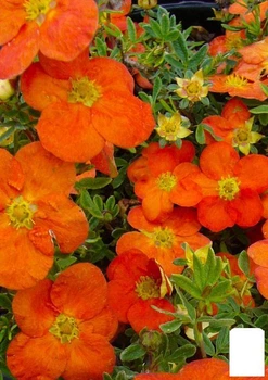 Перстач чагарниковий "Tangerine" (49173)