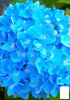 Гортензия крупнолистная нежно-голубого цвета "Голубая лагуна" (Blue Lagoon) (премиальный, зимостойкий, высокоурожайный сорт) (47667)
