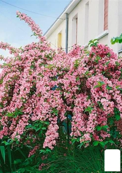 Вейгела "Розеа" (Rosea) (24012)