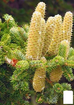 Пихта Греческая (Abies cephalonica) горшок P9 (48726)