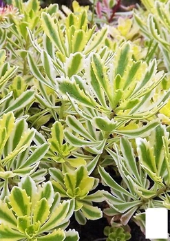 Очиток "Міддендорфа" (Sedum middendorfianum) (62139)