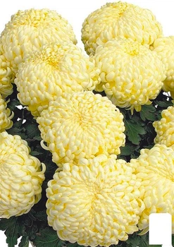 Хризантема "Komodo Creme" (низкорослая крупноцветковая) (112734)