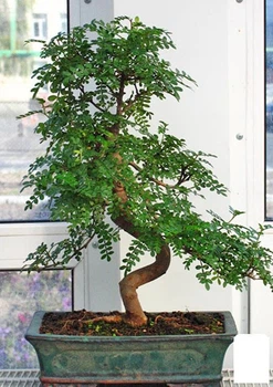 Бонсай "Zanthoxylum" (97664)