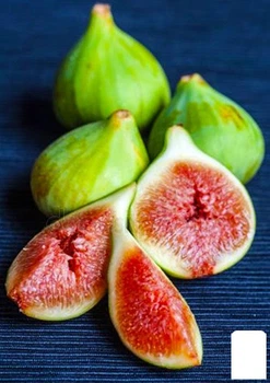 Инжир светло-зеленый "Смоковница" (Fig tree) (премиальный, самоопыляемый, ремонтантный сорт) (48123)