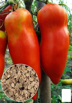 На вагу Томат "Червоний Мустанг" Agro-Market ціна за 1г (46368)