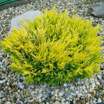 Саженцы Можжевельника горизонтального Лайм Глоу&nbsp;(Juniperus horizontalis Lime Glow) Р9