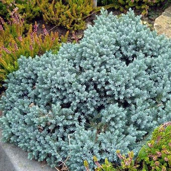 Саженцы Можжевельника китайского Блю Альпс (Juniperus chinensis Blue Alps) Р9