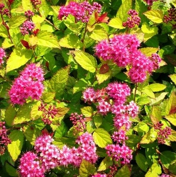 Саджанці Спіреї японської Голдфлейм (Spiraea japonica Goldflame) Р9