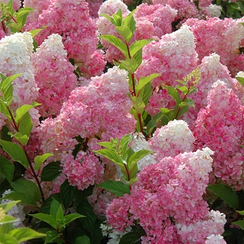 Саженцы Яскрава Гортензия Vanille Fraise контейнер 0.5 л (32323)