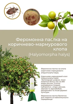 Феромонна пастка на клопа коричнево-мармурового (пастка + феромон)