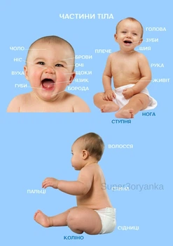 Учебный постер ламинированный А3 Части тела