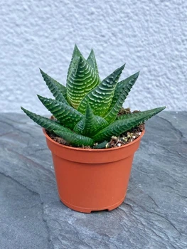 Суккулент Хавортия Лимифолия (Haworthia limifolia) D5 см (472)
