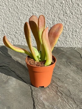 Суккулент Каланхоэ Орикула (Kalanchoe Oricula) D5 см (7956)